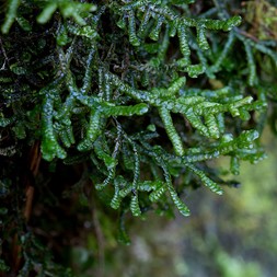 Porella pinnata (pinnate scalewort)